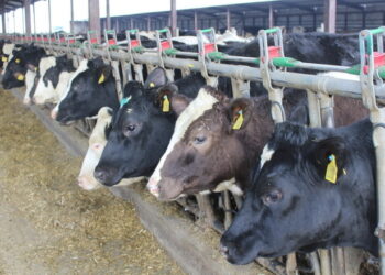 Поголів’я ВРХ скорочується і через релокацію ферм – Економіка