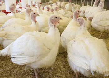 Чим лікують індиків у разі кнемідокоптозу – Економіка