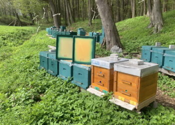 Як підвищити рентабельність середнім пасікам – Економіка