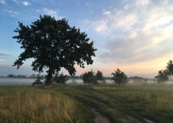 Екопарк Осокорки під загрозою знищення | ПРО ГОЛОВНЕ
