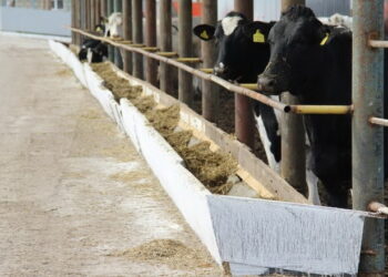 Приготування та роздавання кормів ‒ важливий етап моніторингу ефективності годівлі корів – Економіка