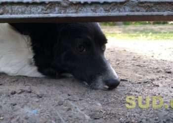 На Київщині суд конфіскував у власника собаку, який травмував жінку