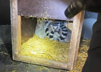 Поляк намагався незаконно вивезти з України лемурів і екзотичних птахів – ДПСУ