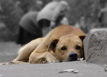 У Білій Церкві знову масово труять безпритульних собак