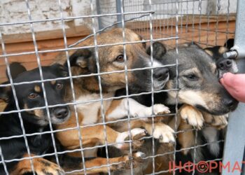 У Переяславі проведуть безкоштовну стерилізацію безпритульних та домашніх тварин