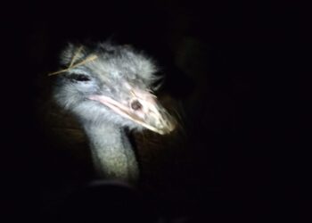 У Польщі викрали страуса, а потім жорстоко його побили – СВІТ