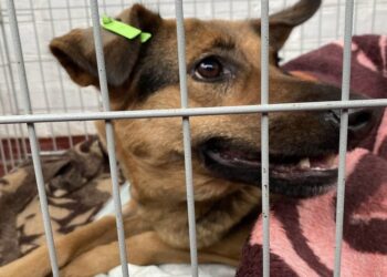 У Таращанській громаді триває стерилізація безпритульних та домашніх тварин