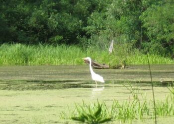 Урочище Горбачиха – у Києві судяться за збереження зеленої зони | ПРО ГОЛОВНЕ