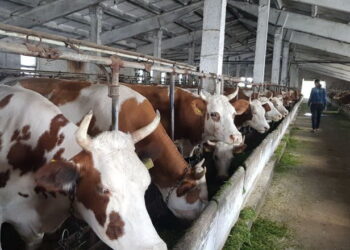 Промисловий сектор за рік наростив поголів’я ВРХ на 1% – Економіка