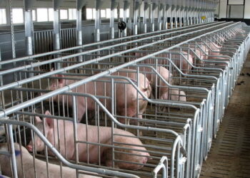 У різних цехах свинокомплексу свої вимоги до вентиляції – Економіка