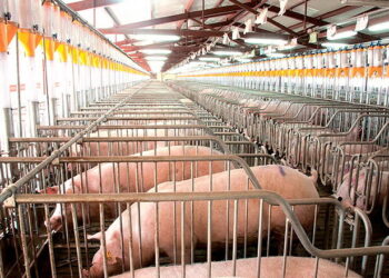 У 2025 році очікують скорочення виробничих майданчиків у свинарстві – Економіка