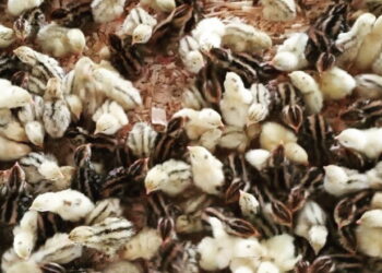 Який підхід до обладнання для створення мікроклімату у пташниках для перепелів – Економіка