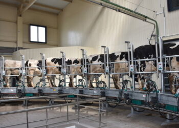 Молочні ферми занепокоєні стрімким зниженням ціни переробників на сировину – Економіка