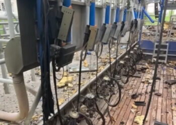 Наслідки війни: втрачено близько 2 тис. голів худоби – Економіка