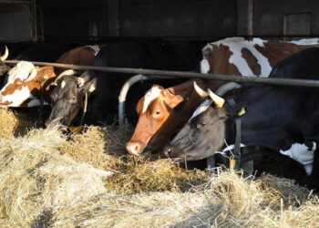Мікроелементи знижують рівень захворюваності у корів транзитної групи – Економіка
