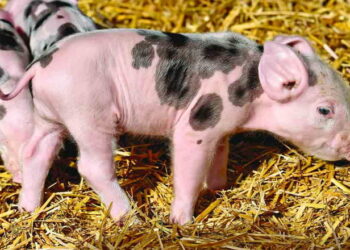 За діагностування інфекційних хвороб у свиней необхідні комплексні лабораторні дослідження – Економіка