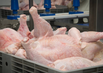 Чому Франція втратила лідерство у виробництві індичатини в ЄС – Економіка