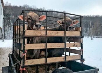 Бички сірої української породи користуються попитом як плідники – Економіка