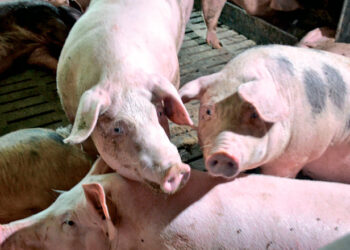 Ціни на свинину живою масою: все стабільно – Економіка