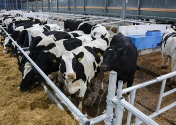 Оглядини на фермі: як обирати якісних нетелей – Економіка