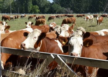 Ухвалено Концепцію Державної цільової економічної програми розвитку тваринництва до 2033 року – Економіка