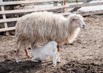 Протягом січня в Єдиному держреєстрі тварин зареєстрували більше овець і кіз, ніж ВРХ – Економіка