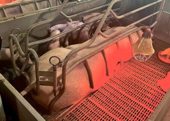 Під час опоросу розміри приплодів вирівнюють двічі на день – Економіка