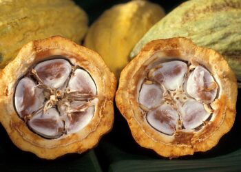 Дефіцит какао-бобів: запаси впали до мінімуму |