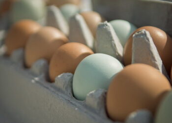 Які ринки цікаві виробникам курячого яйця – Економіка