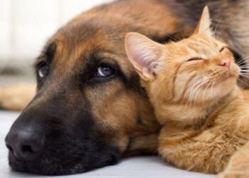 На Київщині безкоштовно щеплюватимуть домашніх тварин