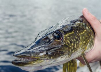На Київщині заборонять ловити щуку: терміни та штрафи