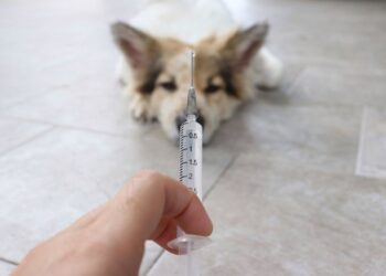 На Вишгородщині вакцинуватимуть домашніх тварин від сказу: графік обходів