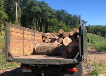 Незаконна порубка лісу на 1,3 мільйона гривень: на Обухівщині судитимуть зловмисників