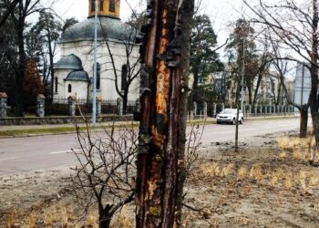 У Києві гинуть сакури на одній із найдовших алей міста | ПРО ГОЛОВНЕ