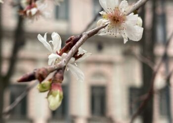 У Києві зацвіла сакура посеред зими | ПРО ГОЛОВНЕ