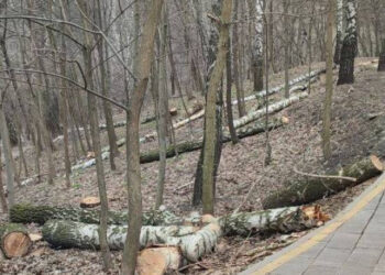 У парках Києва зменшила кількість білок через вирубку дерев | ПРО ГОЛОВНЕ