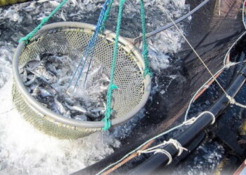 31 березня відбудуться аукціони на вилов риби у пониззі Дністра й Дністровському лимані – Економіка