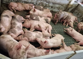 Свинина все ще утримує сталу ціну – Економіка