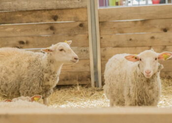 Торік на перероблення надійшло в 5,6 раз більше овець – Економіка