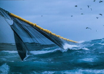 Оголошено 8 аукціонів на промисловий вилов риби у Тилігульському лимані – Економіка