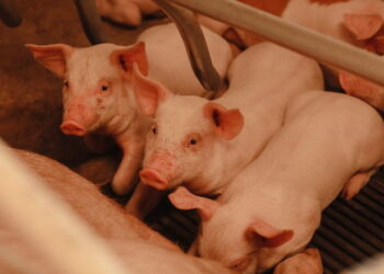 Після скушування зубів у поросят часто розвивається пульпіт – Економіка