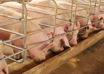 Генетика свиноматок диктує графік годівлі – Економіка