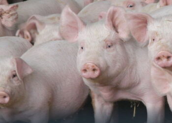 На Кіровоградщині зафіксовано випадок АЧС у домогосподарстві – Економіка