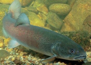 На Буковині, можливо, заведуть дунайського лосося – Економіка