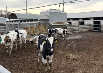 На київській фермі одна людина обслуговує 300 голів ВРХ – Економіка