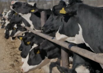 Крохмаль у раціон корів додають дозовано – Економіка