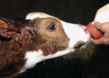 Як правильно спланувати процес відлучення телят: п’ять основних аспектів – Економіка