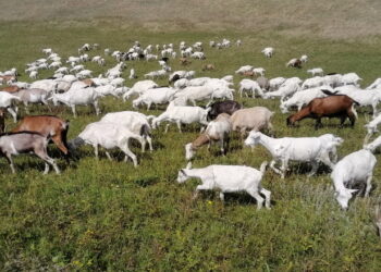 Кіровоградська козина ферма розпродує поголів’я – Економіка