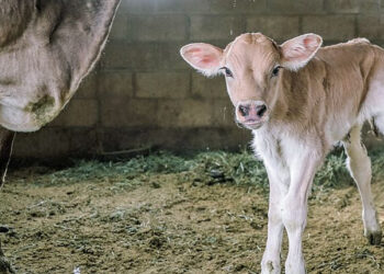 У ранньому віці важливо давати телятам більше 6 л молока на день – Економіка