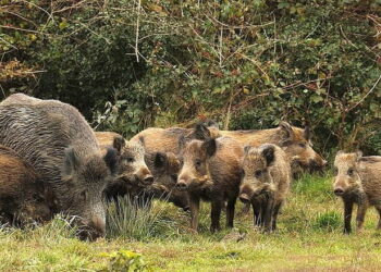 На Івано-Франківщині зафіксовано спалах АЧС у дикій фауні – Економіка